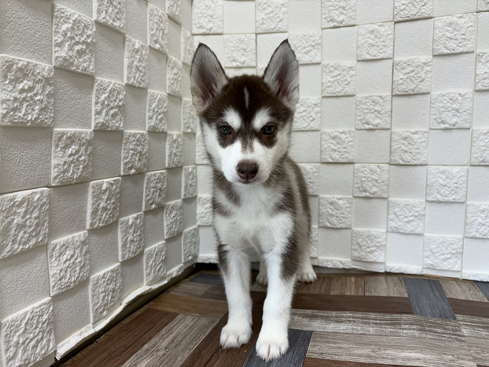 💕🐺シベリアンハスキーちゃんのご紹介🐺💕 | ペットショップ 犬の家&猫の里 | 子犬だけでなく子猫の情報もたくさん