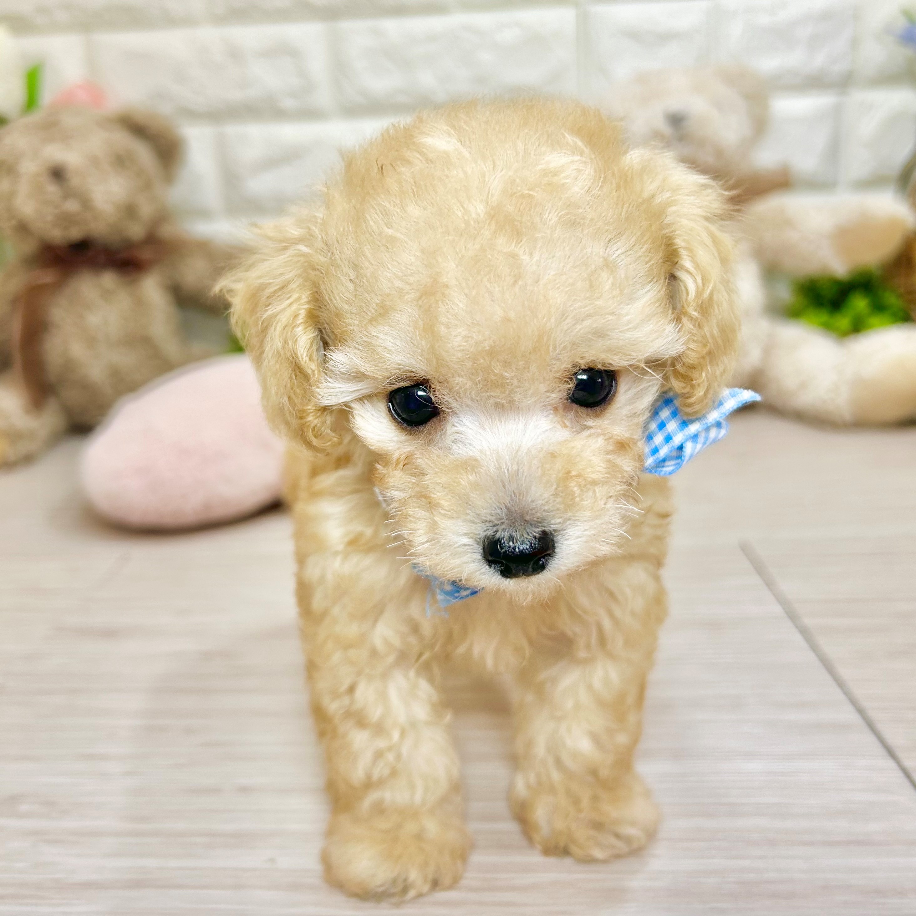 🐥これは本物のぬいぐるみですか？ トイプーちゃん🐥 ペットショップ犬