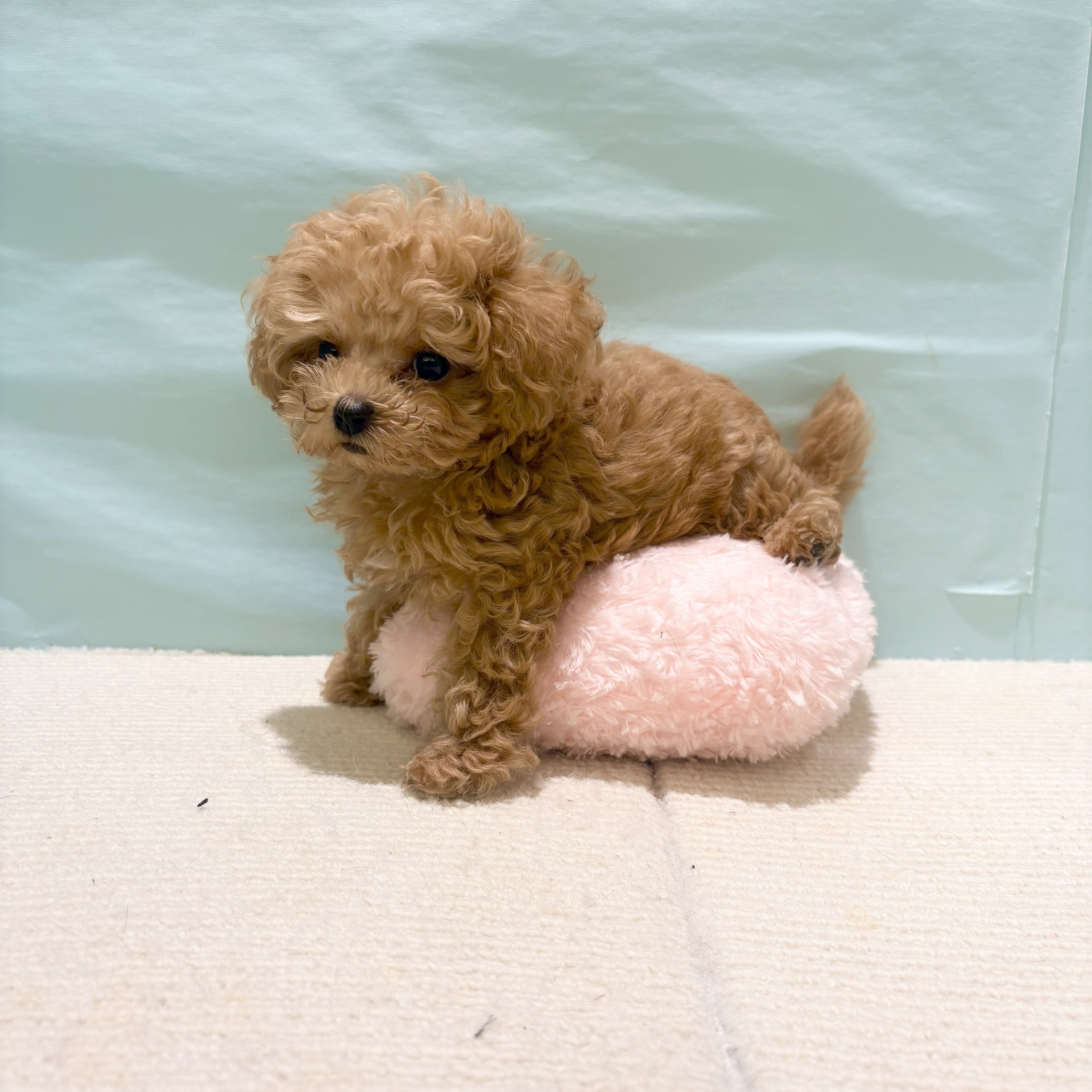 まるでぬいぐるみ！ティーカップ・プードルくん🐕 犬の家＆猫の里