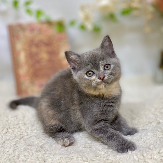 春が来た🌸ワンちゃんも来た🐶！！！ペットショップ犬の家＆猫の里藤枝