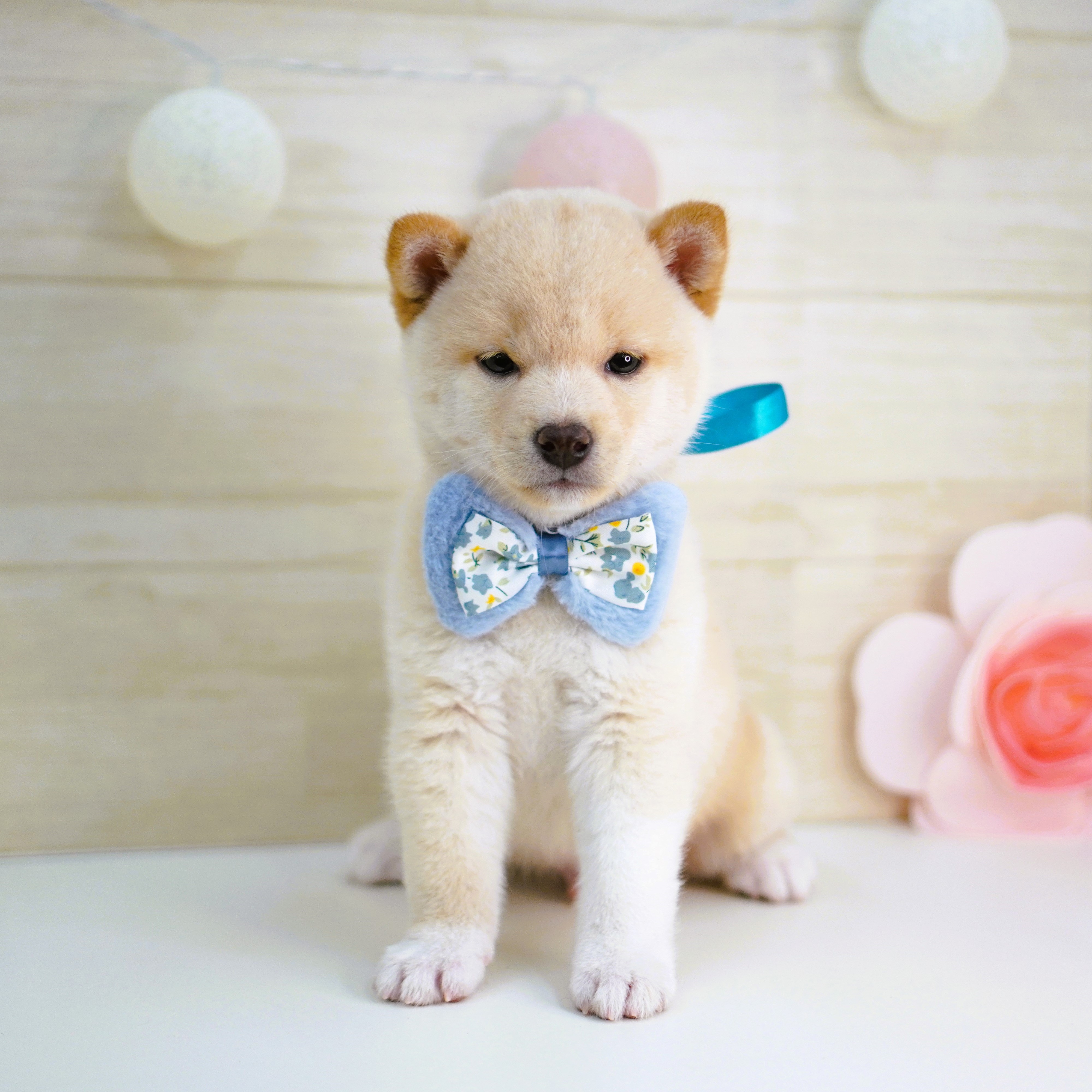 今週の子犬ちゃん紹介🐕️ | ペットショップ 犬の家&猫の里 | 子犬だけ