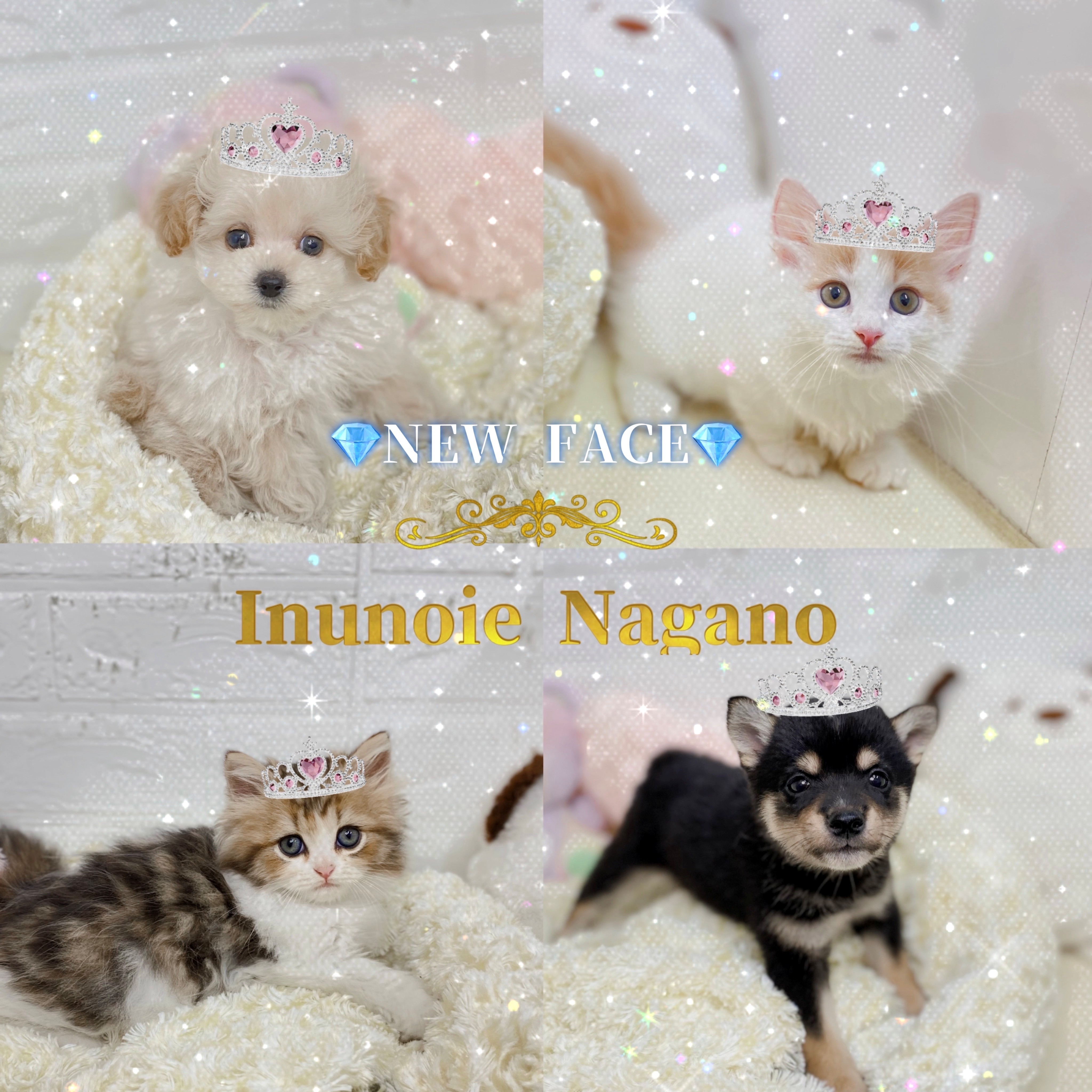 ✨NEW FACE✨ | ペットショップ 犬の家&猫の里 | 子犬だけでなく子猫の