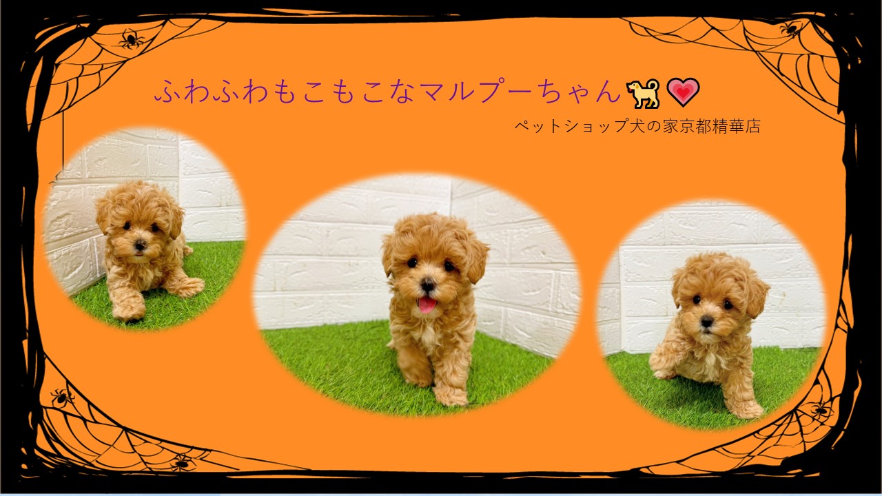 ふわふわもこもこなマルプーちゃん(^^♪ペットショップ犬の家＊京都
