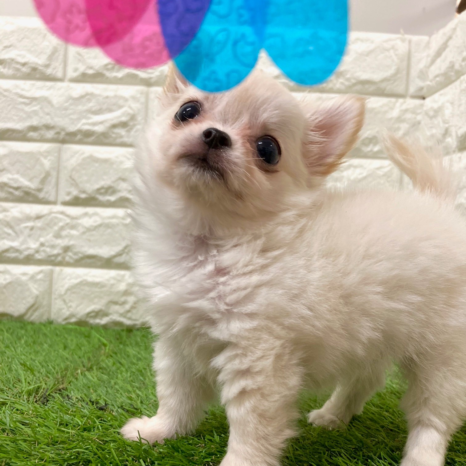 マイペースのチワワくん🥱🐶🤭ペットショップ犬の家＆猫の里そよら東