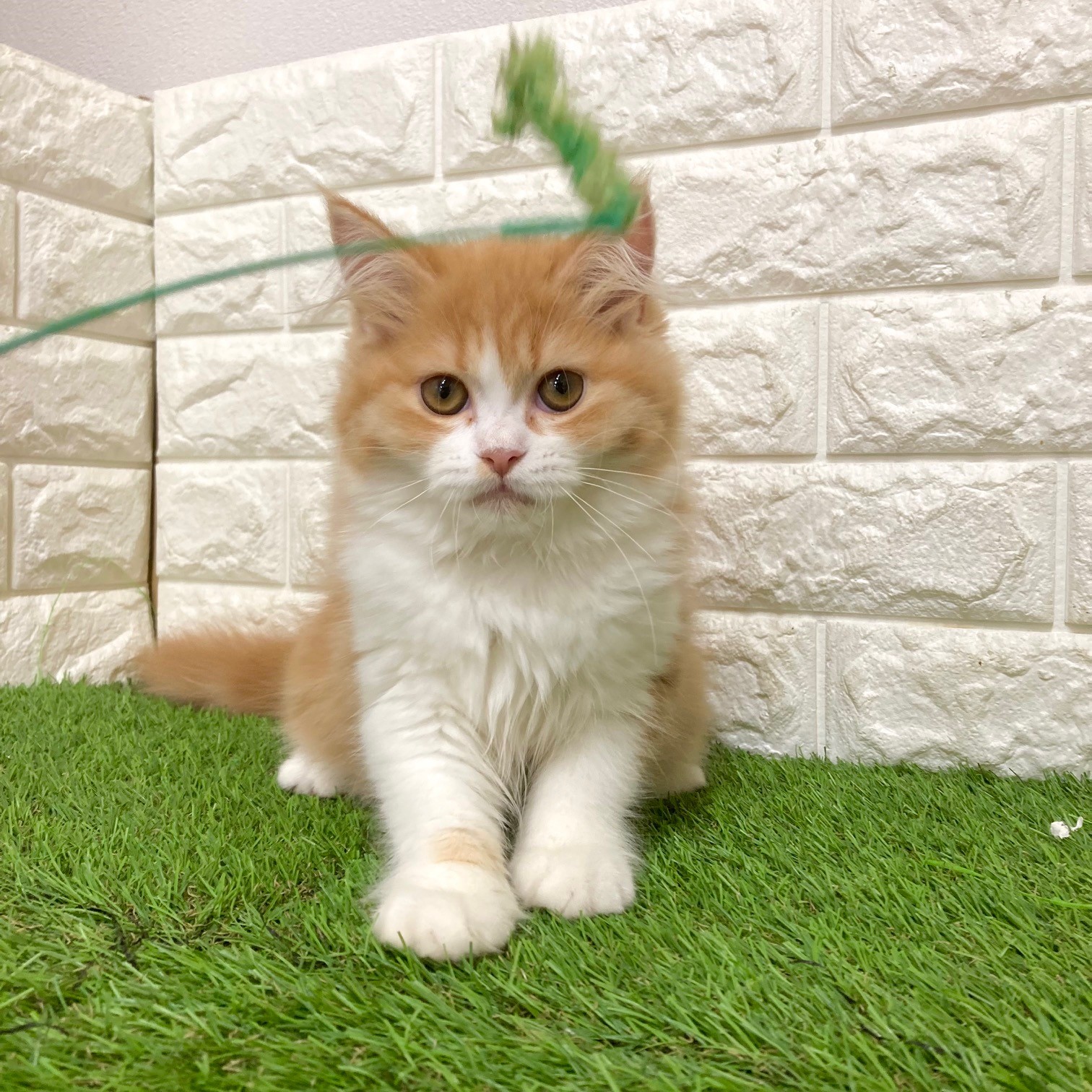 人懐っこいスコストちゃん😍🧸😽ペットショップ犬の家＆猫の里そ