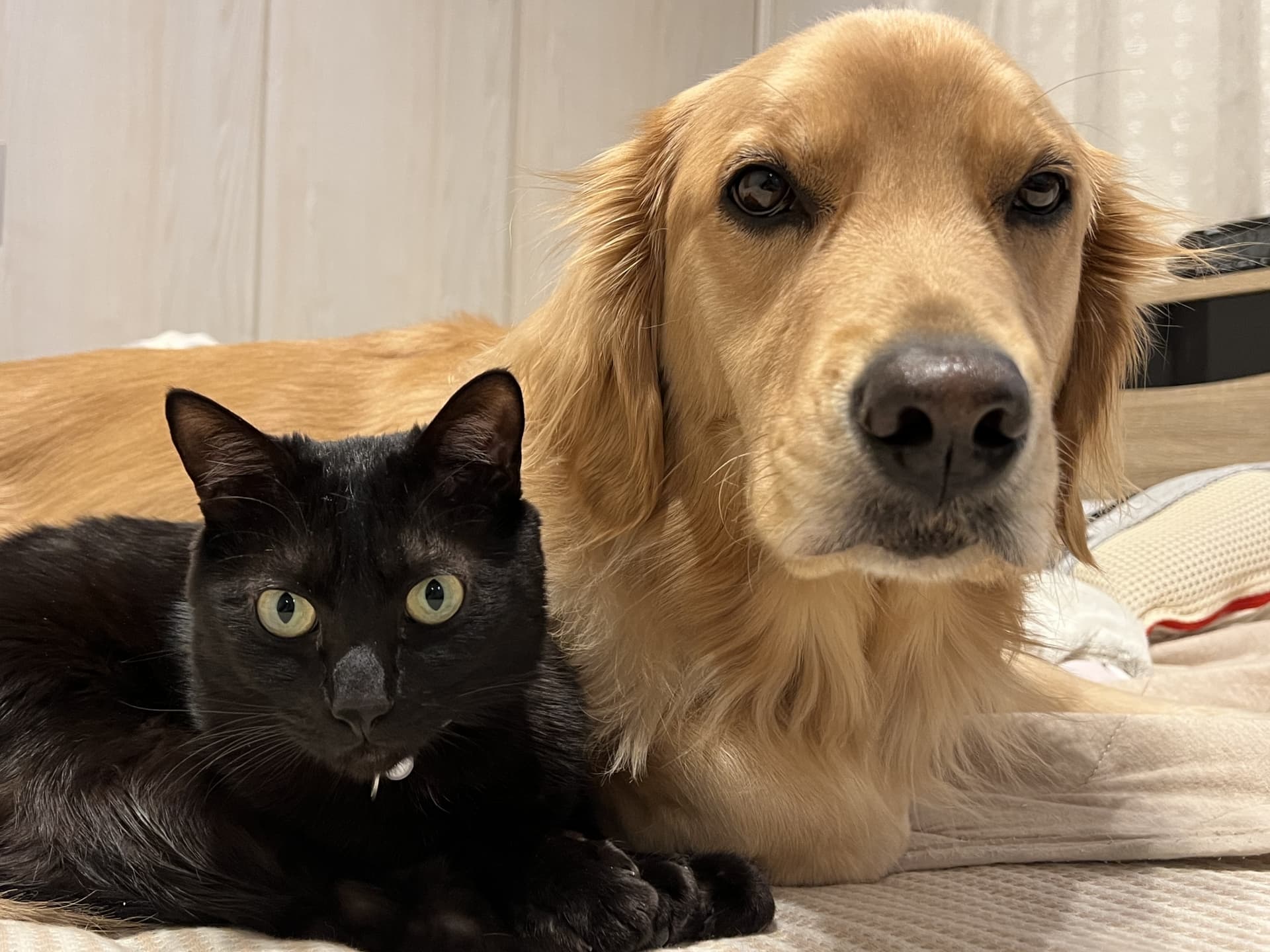 猫と仲良くできる犬種10種！特徴や性格について紹介します | ペットショップ 犬の家u0026猫の里 | 子犬だけでなく子猫の情報もたくさん