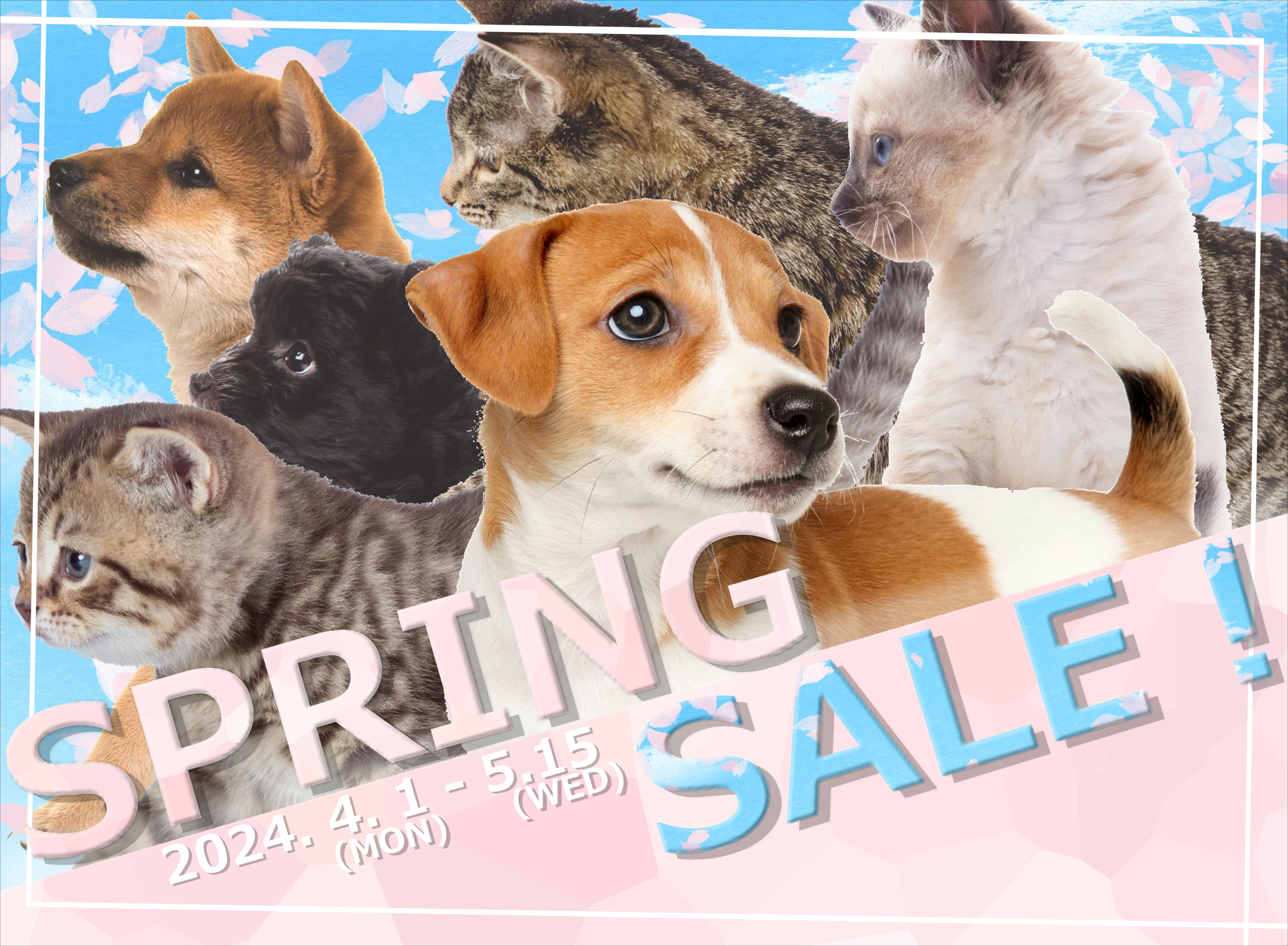 🐾今週の新入りワンコちゃん🐾 | ペットショップ 犬の家&猫の里 | 子犬