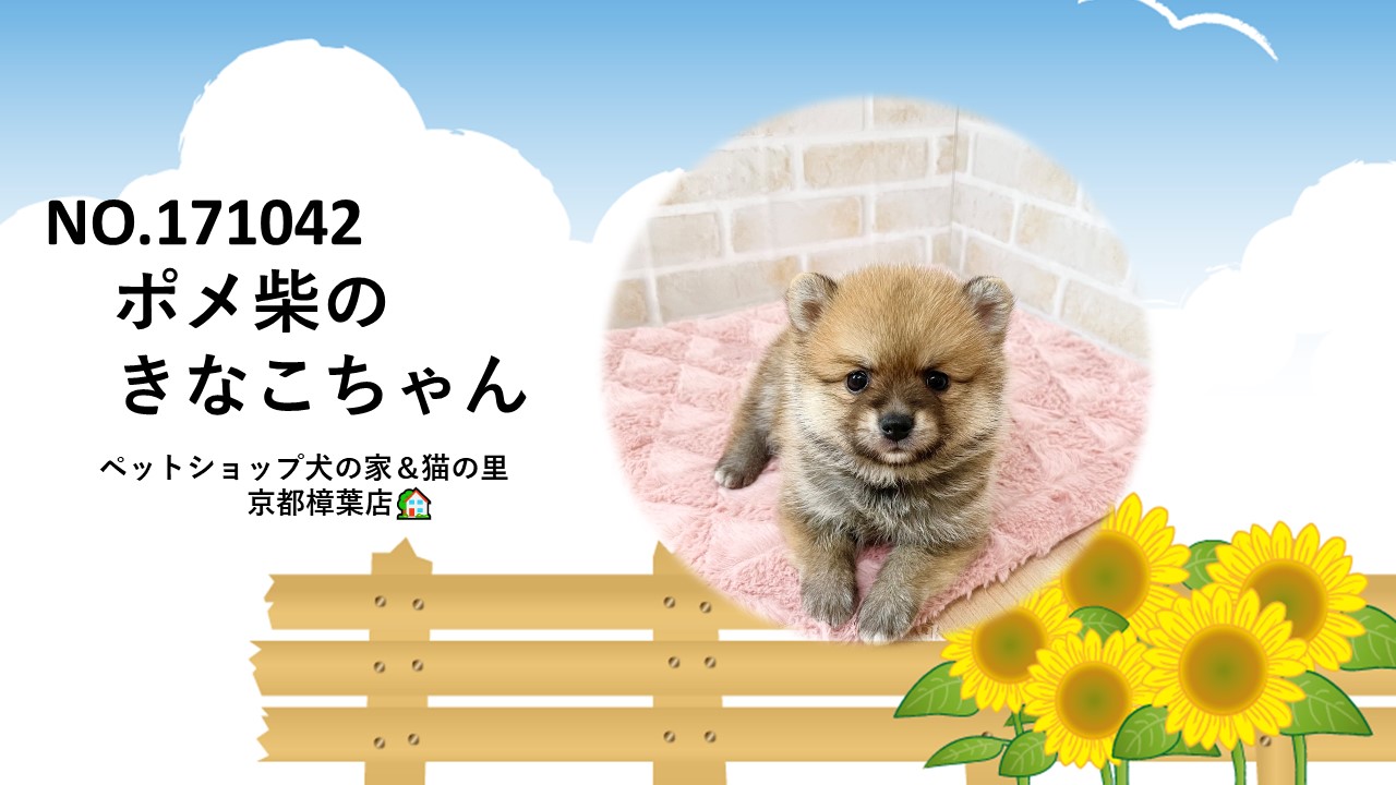 かまってちゃんなポメ柴ちゃん💓＊ペットショップ犬の家京都樟葉