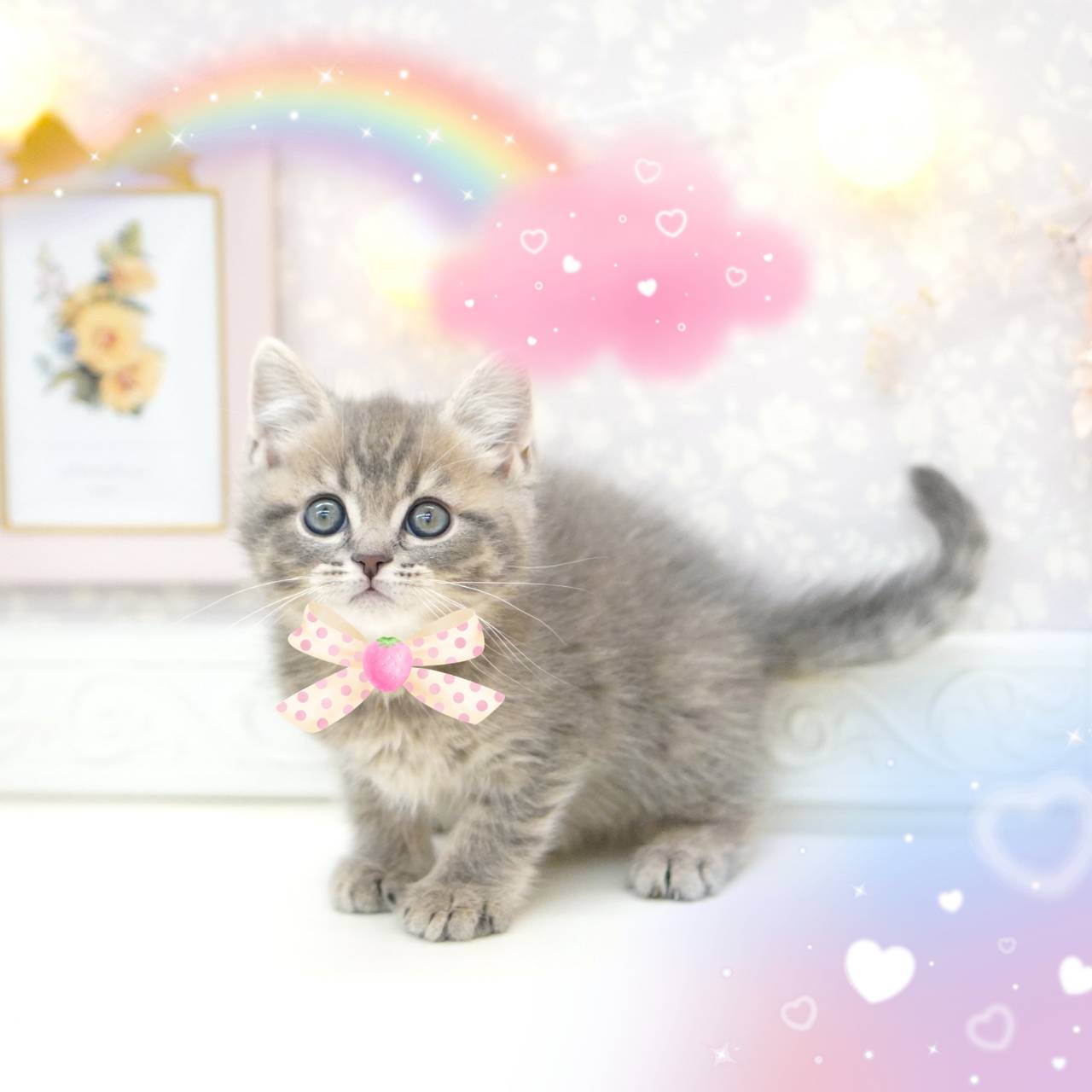 今週の新しい子犬ちゃん情報🌤️ | ペットショップ 犬の家&猫の里