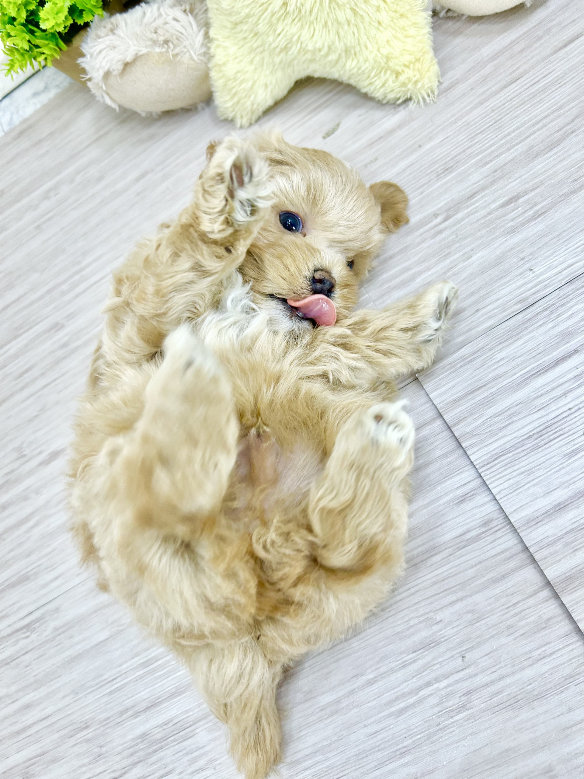 📛～新犬紹介(マルプーちゃん)～📛 ペットショップ犬の家神戸店