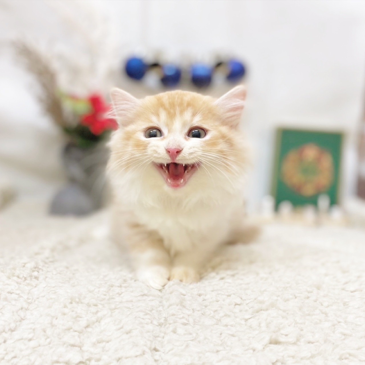 ⛄新犬🐶新猫😺もうそろそろクリスマスの準備🎄⛄ペットショップ犬の家