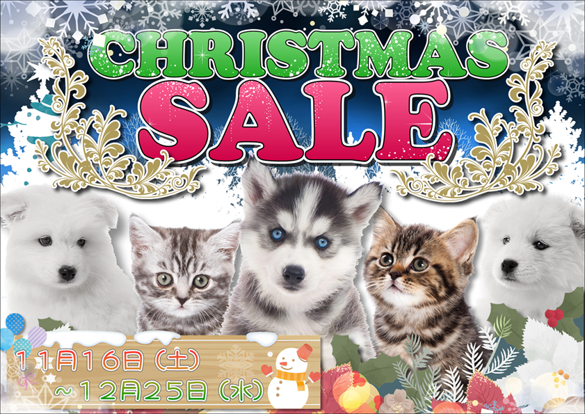 最新セール情報【CHRISTMAS SALE】 | ペットショップ 犬の家&猫の里