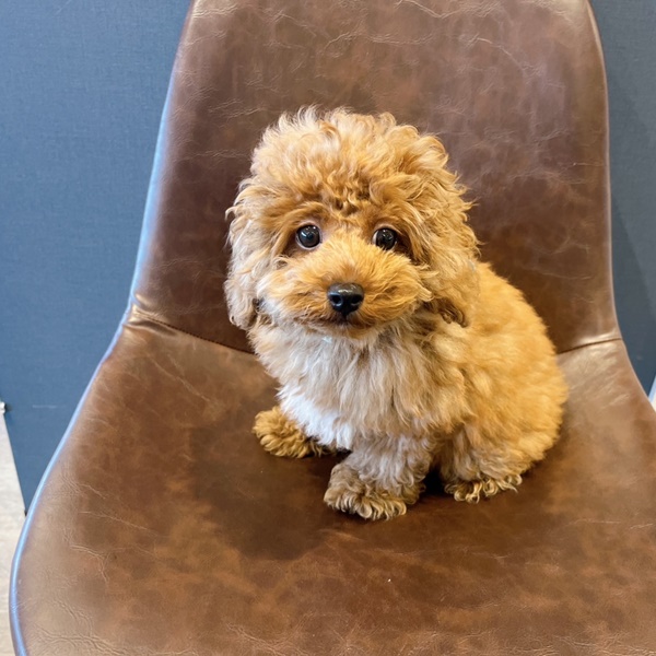 🎶可愛いトイプードルちゃん🎶犬の家猫の里福井店 | ペットショップ 犬