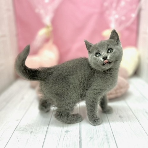 今日のわんちゃん、ねこちゃん🐶😸～仲間入り編～【ペットショップ犬の