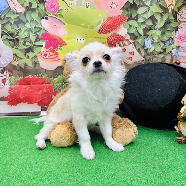 とっても可愛いマルポメくんとチワワちゃん🐶💓～ペットショップ犬の家