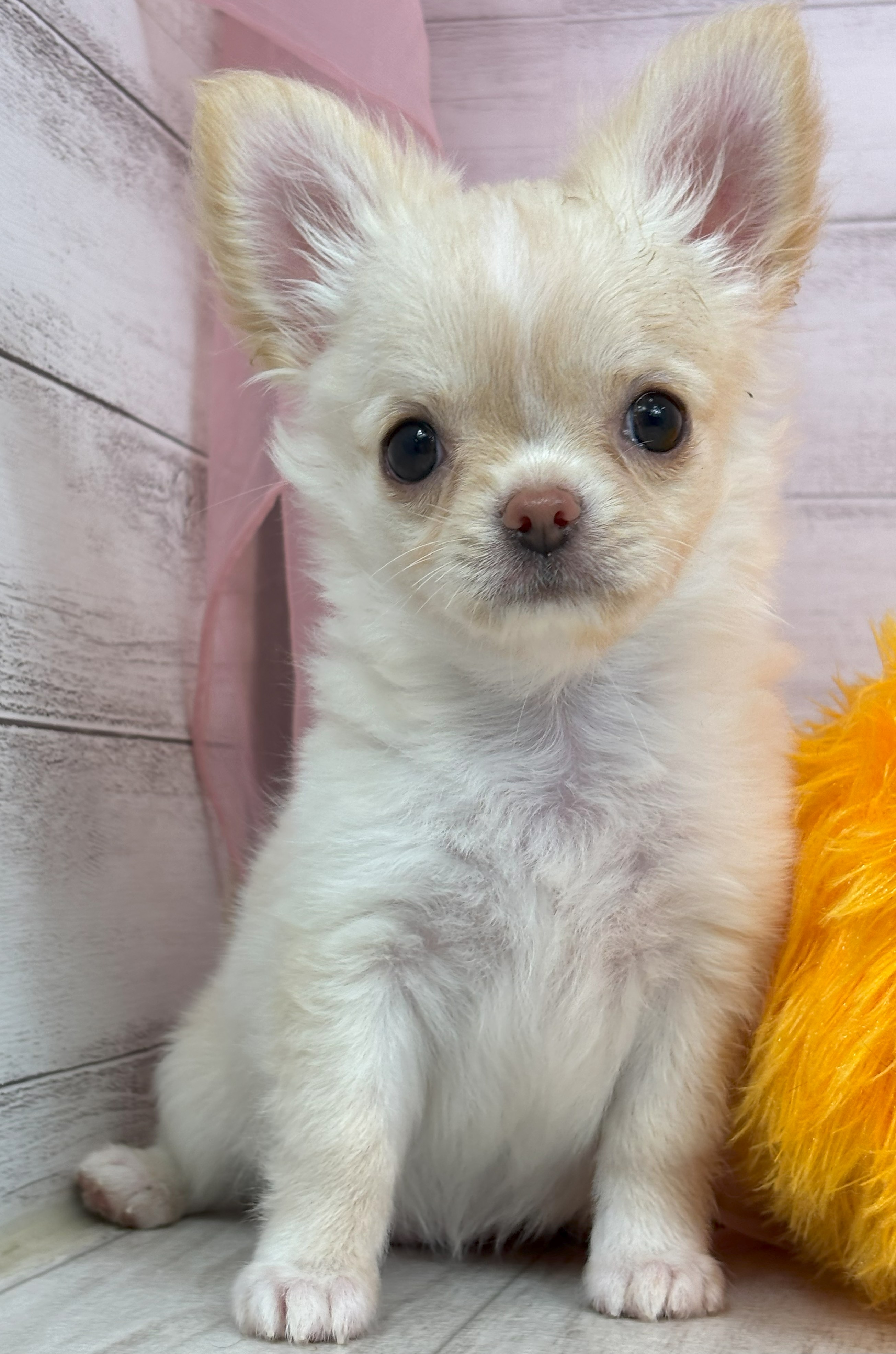 極小チワワ専門店 小さなチワワちゃん💕 | ペットショップ 犬の