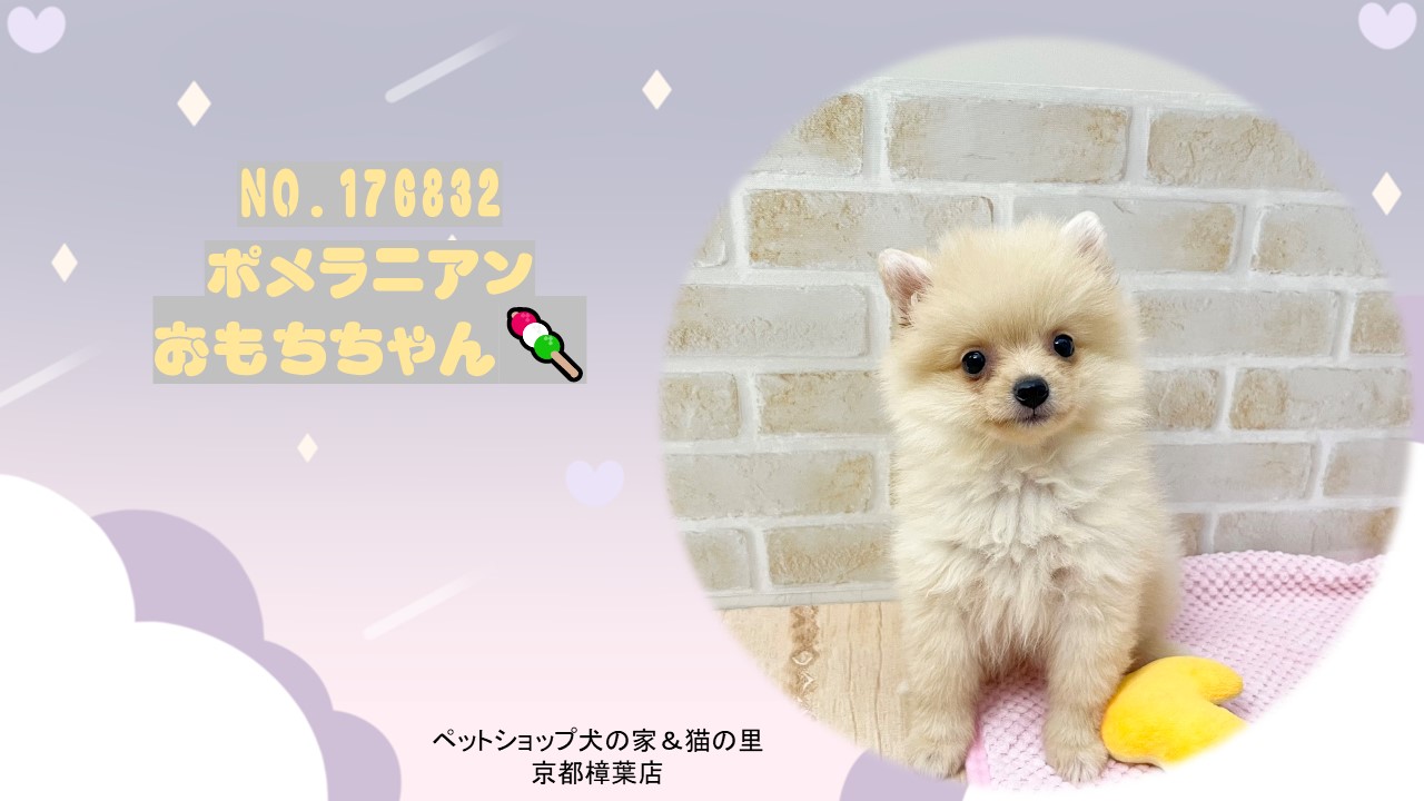 ニコニコスマイルのポメラニアンちゃん😊＊ペットショップ犬の家