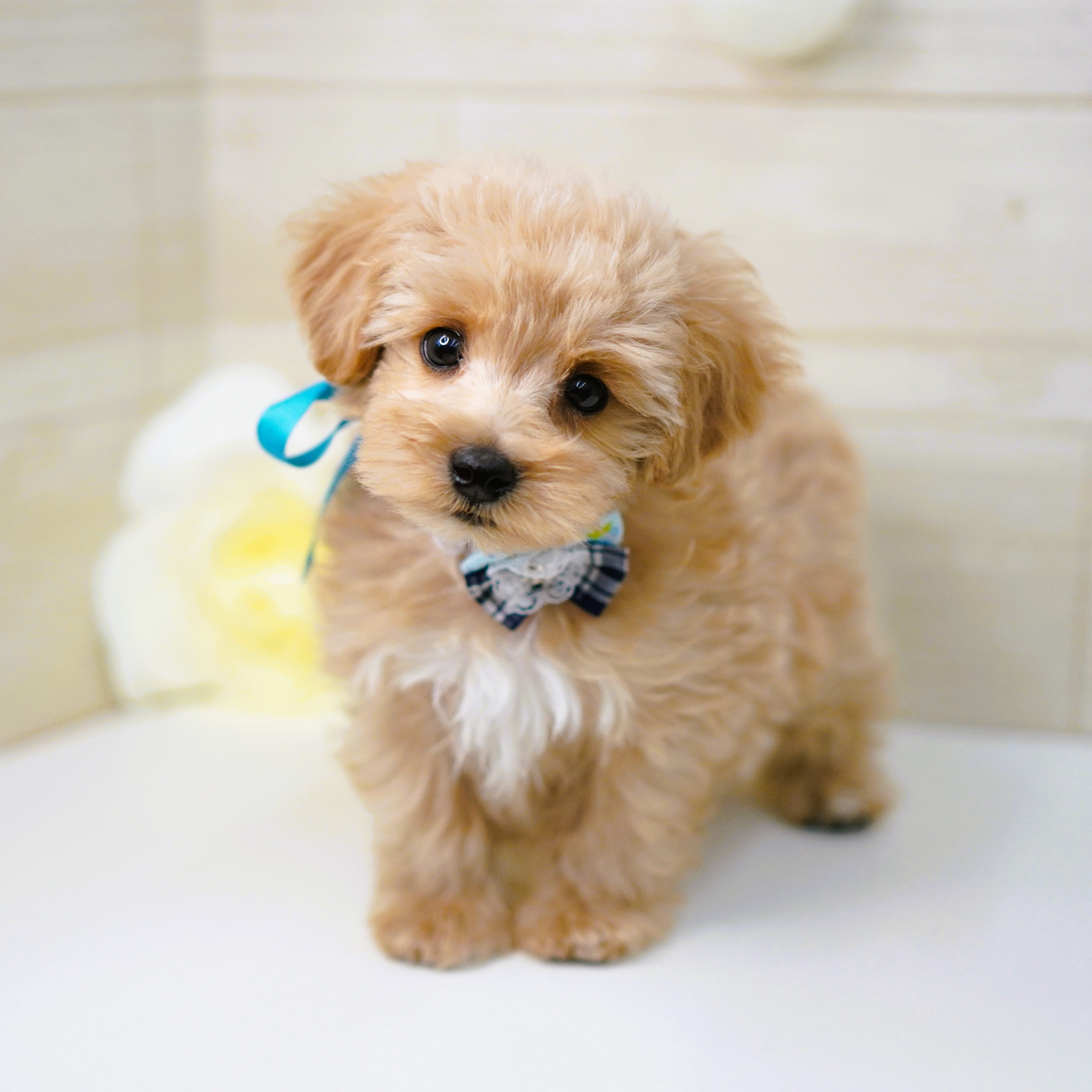 今週の子犬ちゃん紹介🐕️ | ペットショップ 犬の家&猫の里 | 子犬だけ