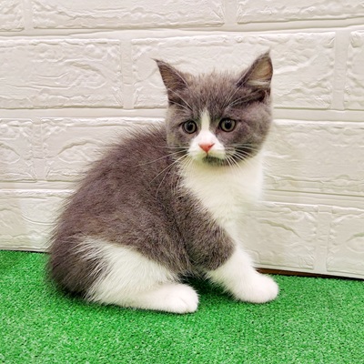おすすめ✨ニャンコ💗 ☆ペットショップ犬の家＆猫の里桑名店