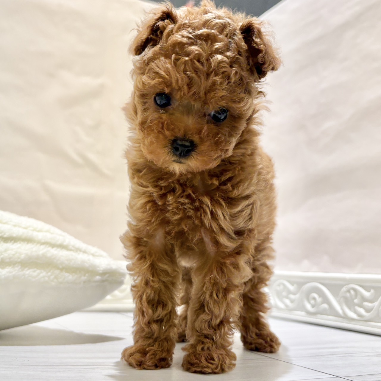 甘えん坊トイプーちゃん🐶 犬の家＆猫の里春日井店 | ペットショップ