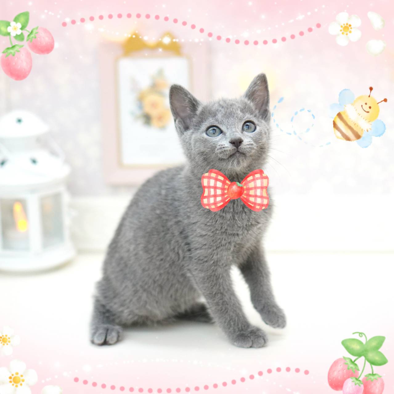 まもなく春のわくわくセール終了(；ﾟДﾟ) | ペットショップ 犬の