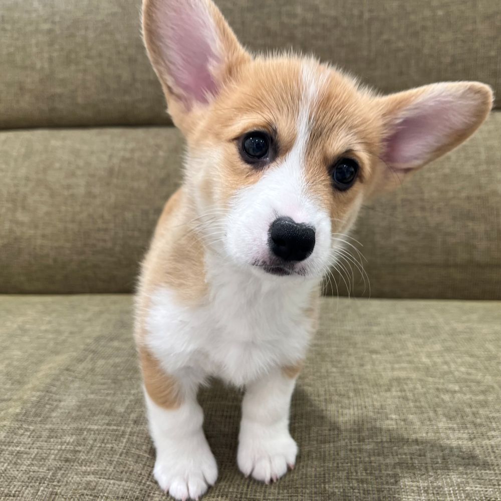 甘えん坊な短足わんこコーギーちゃん🍞ペットショップ犬の家猫の