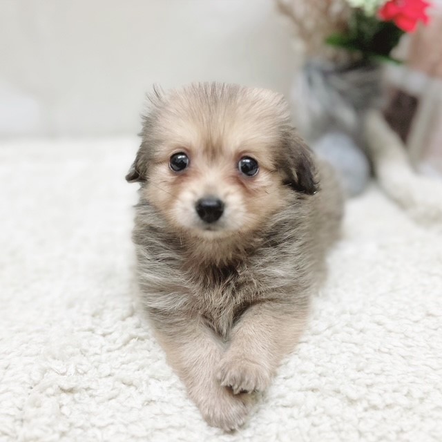⛄11月最後の新犬ちゃん～！⛄ペットショップ犬の家＆猫の里藤枝店
