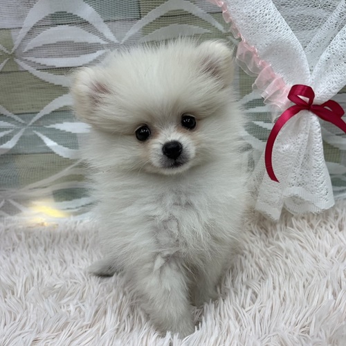 かわいい♡ポメちゃん かわいい♡ポメちゃん