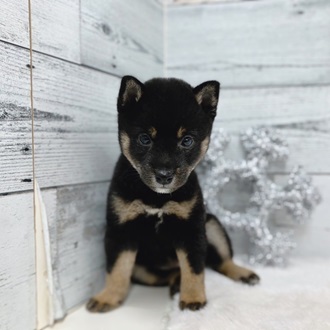 可愛いワンちゃん大集合！🐶✨ ペットショップ 犬の家 おこばた店