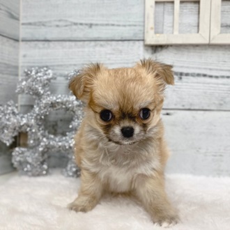 可愛いワンちゃん大集合！🐶✨ ペットショップ 犬の家 おこばた店