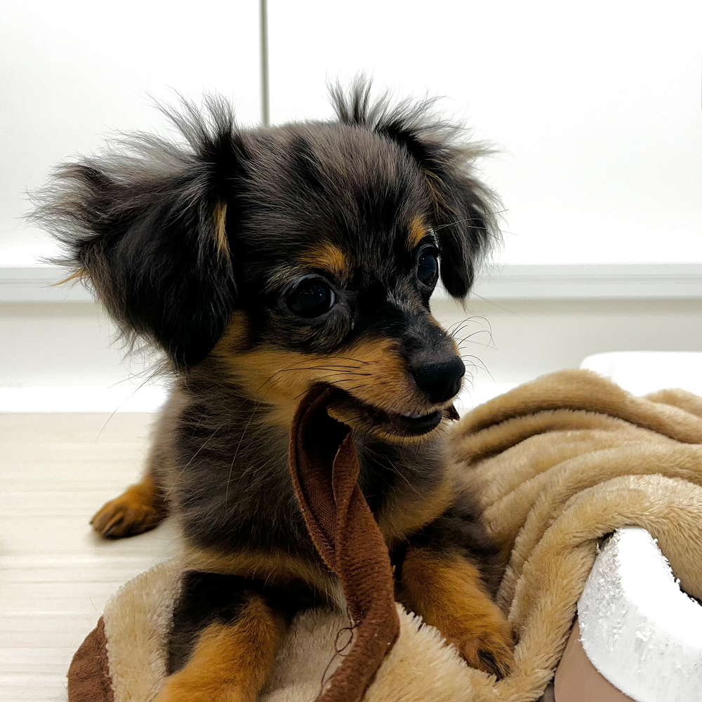 【T♡ちゃんページ】 ☆チワックスさんとコーギーさん☆ コーギーとみせかけてのチワギー♡♡ | Pet Shop DOGdog