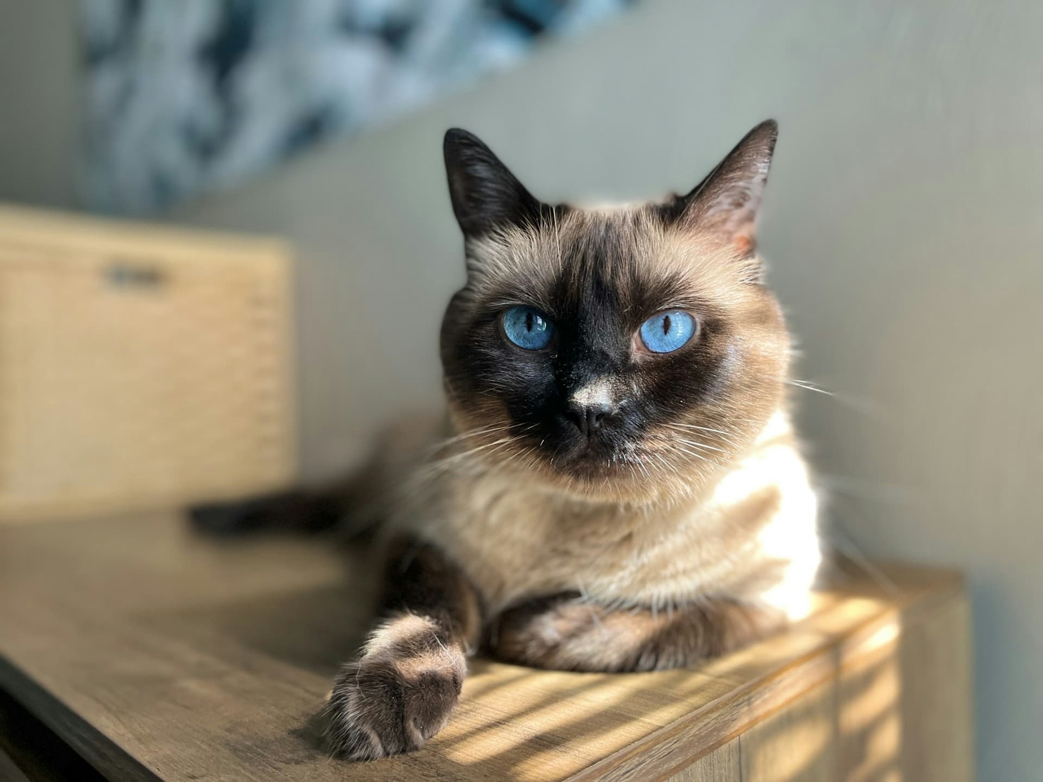 シャム猫のミックスとは?シャム猫と雑種のミックス10選を紹介します | ペットショップ 犬の家&猫の里 | 子犬だけでなく子猫の情報もたくさん