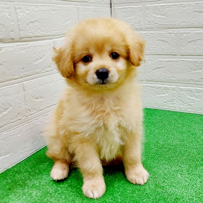 強くお勧め☆特注品☆大型 犬屋 猫 ペット ニワト ニワトリ屋 アヒル