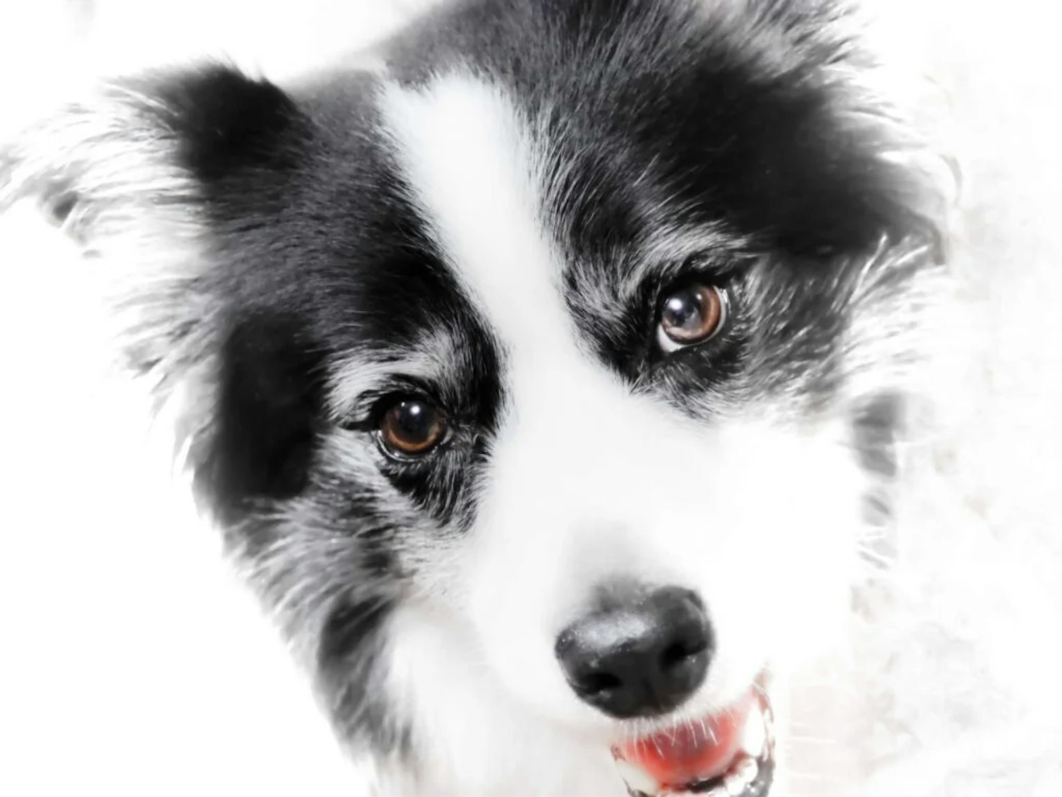 ボーダーコリーは抜け毛が多い？お手入れの方法やトリミングの必要性を解説 ペットショップ 犬の家&猫の里 子犬だけでなく子猫の情報もたくさん