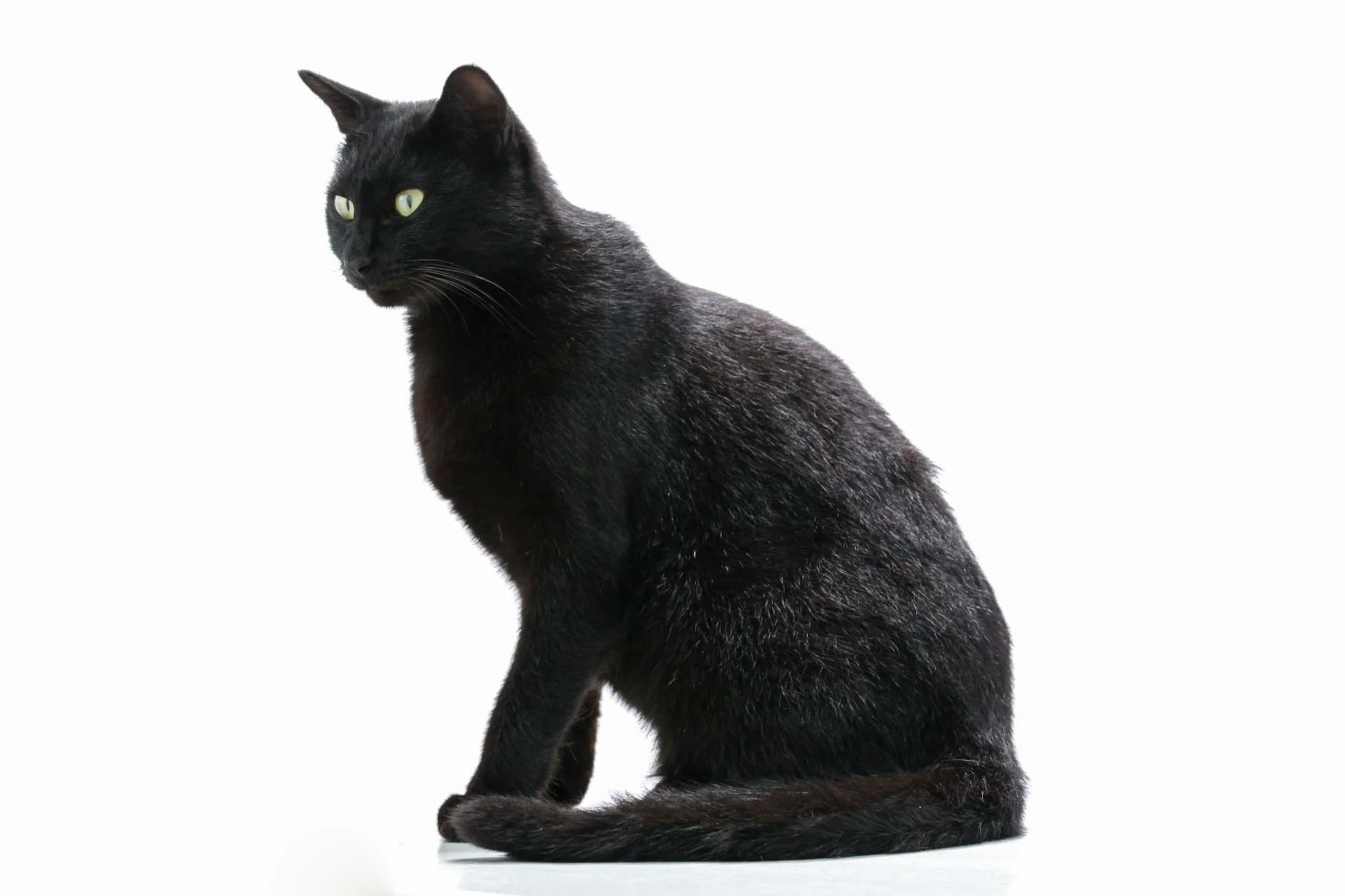 黒猫の挿絵ニットストール