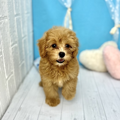 わんちゃんページ ヤマモトヨウコ🐕🦥 on X