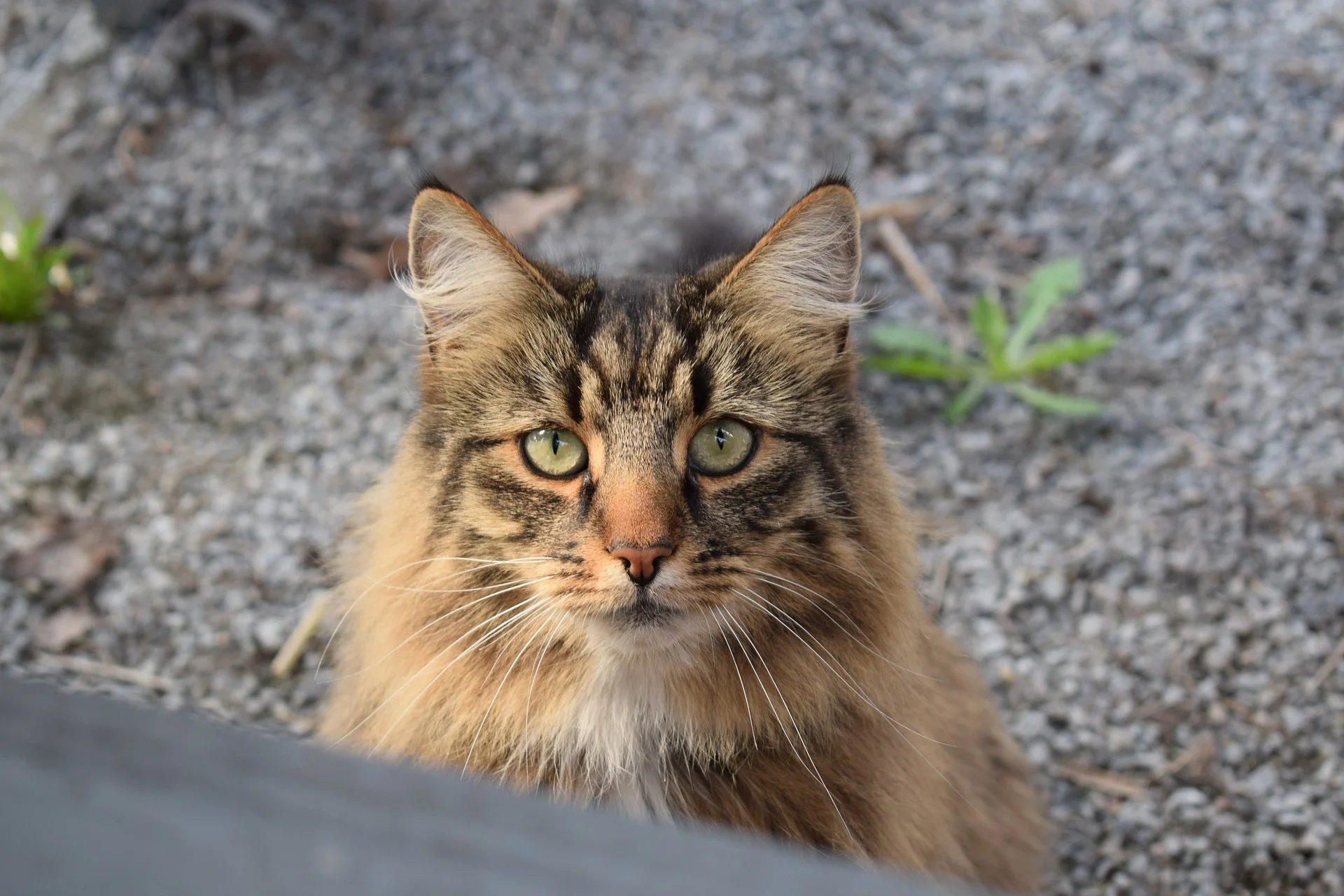 茶色の猫の特徴は？茶色の猫種や性格について紹介します | ペット