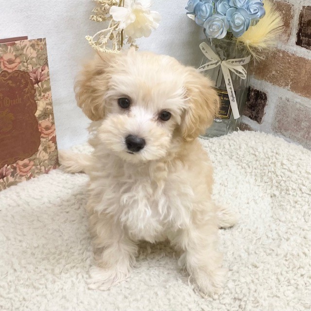 春が来た🌸ワンちゃんも来た🐶！！！ペットショップ犬の家＆猫の里藤枝