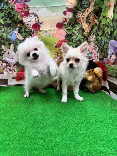 とっても可愛いマルポメくんとチワワちゃん🐶💓～ペットショップ犬の家