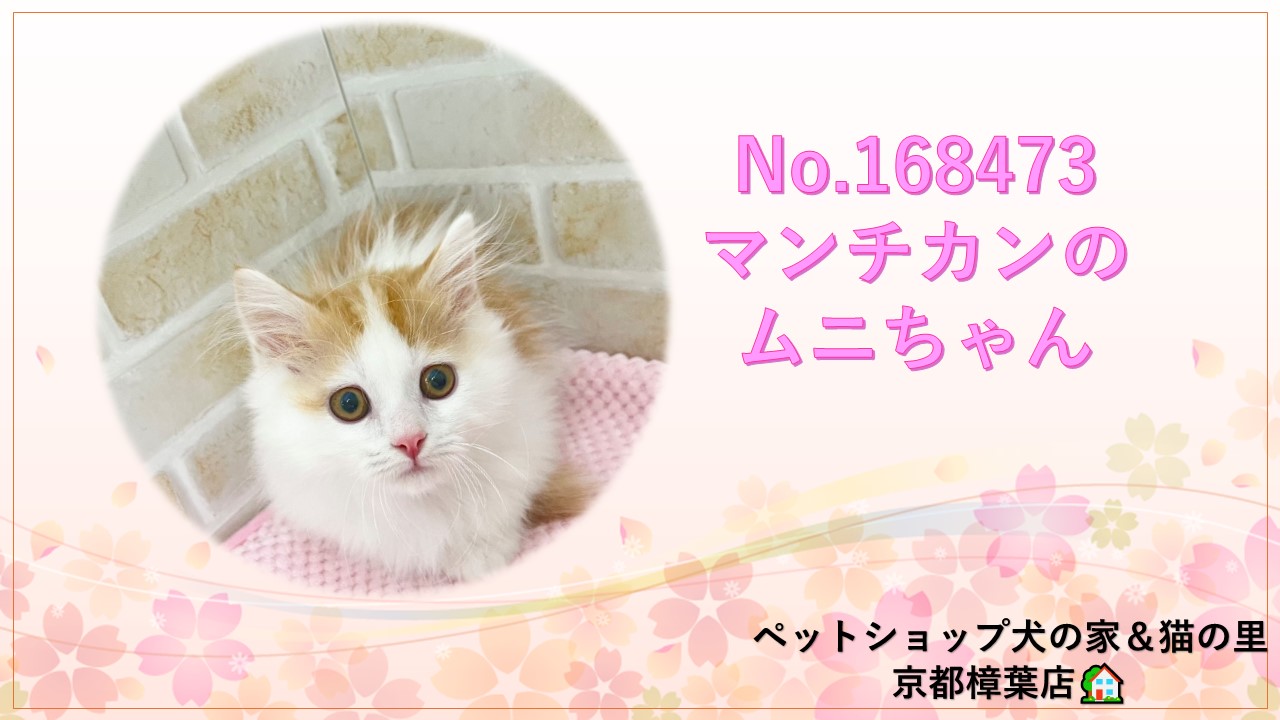 とんみ♡パリの街並みウィンドウショッピング猫ちゃん アメリカンショートヘア 】ホントに猫？まるで子犬みたいな