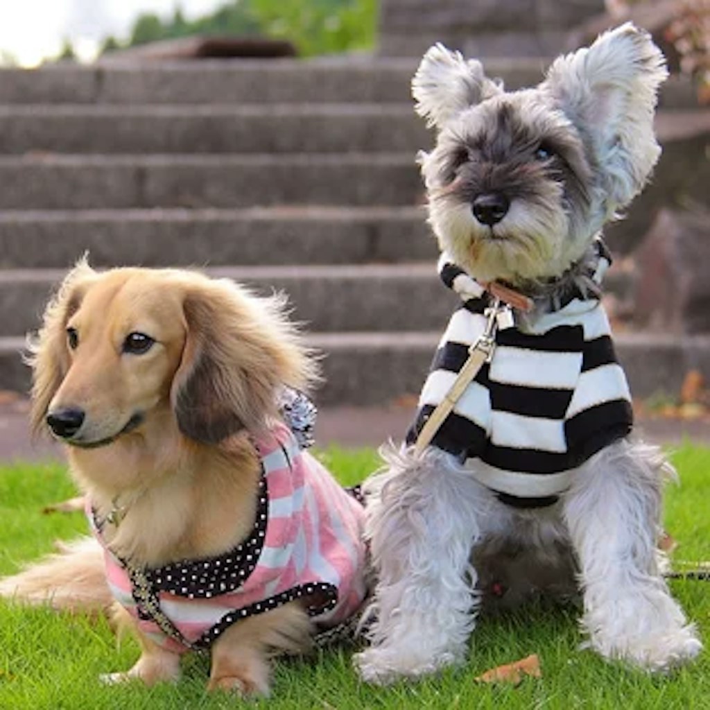 2匹目の犬を飼うときの注意点、良い準備し迎える方法 | ペットショップ 犬の家&猫の里 | 子犬だけでなく子猫の情報もたくさん