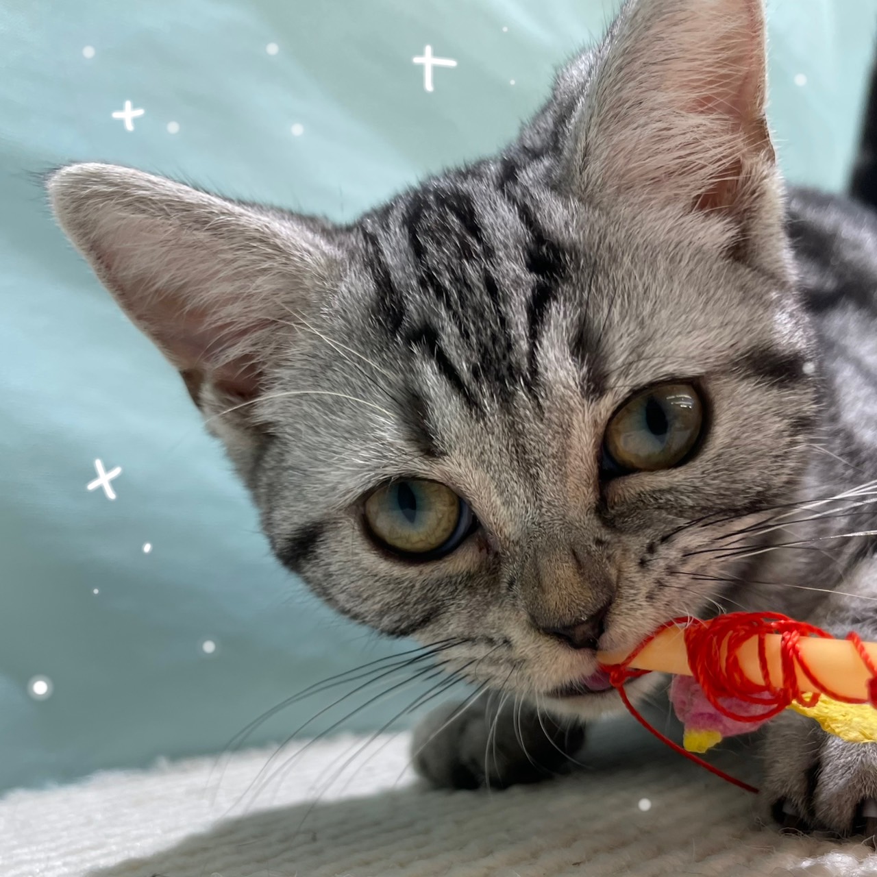 CAT72（福岡県） - 子犬や子猫たちのペット販売情報が満載