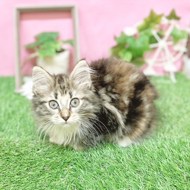 今週も新犬🐶新猫🐱ちゃんが仲間入り💗ペットショップ犬の家＆猫の里
