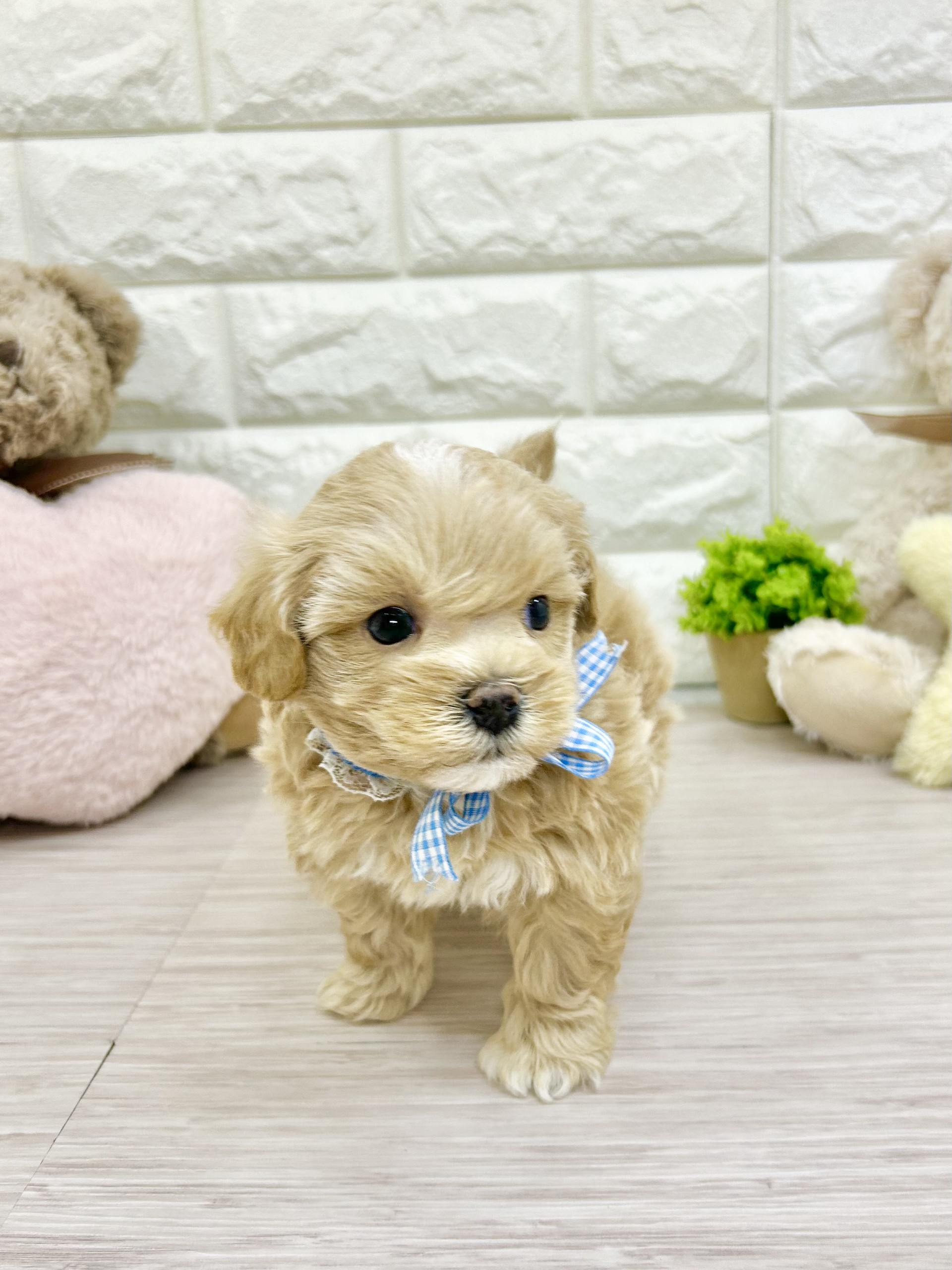 📛～新犬紹介(マルプーちゃん)～📛 ペットショップ犬の家神戸店