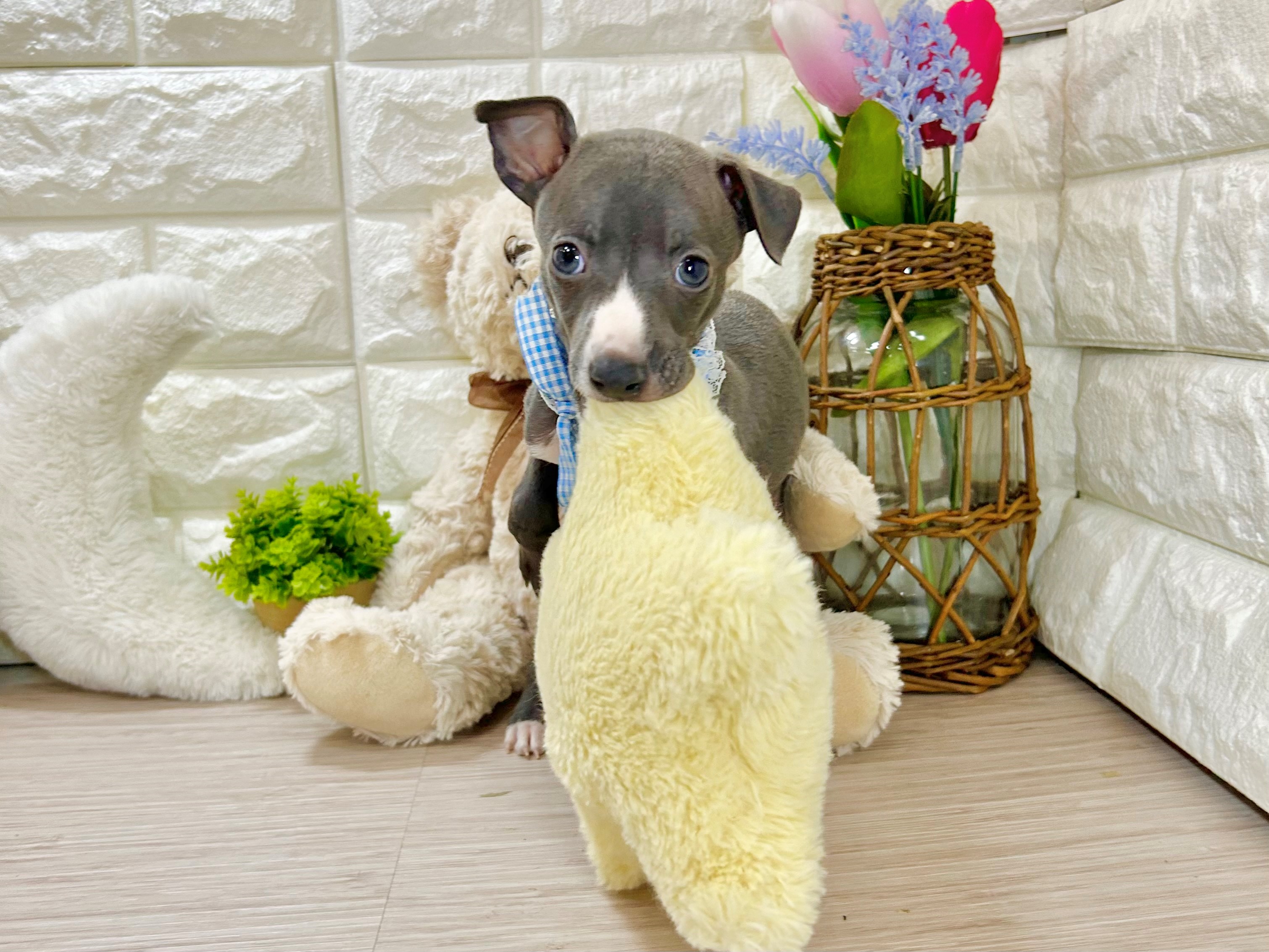 🦌奈良公園でバイト始めます。 イタグレちゃん🦌 ペットショップ犬の家