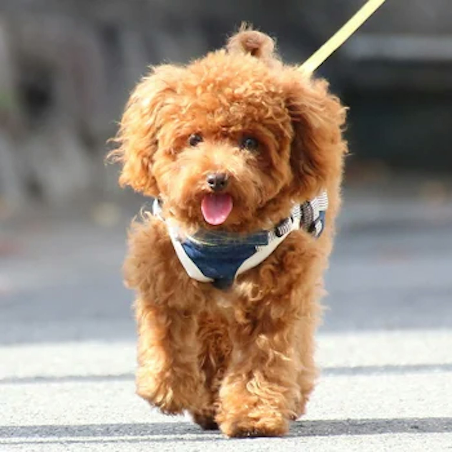 犬がうんちを食べる理由とその止め方