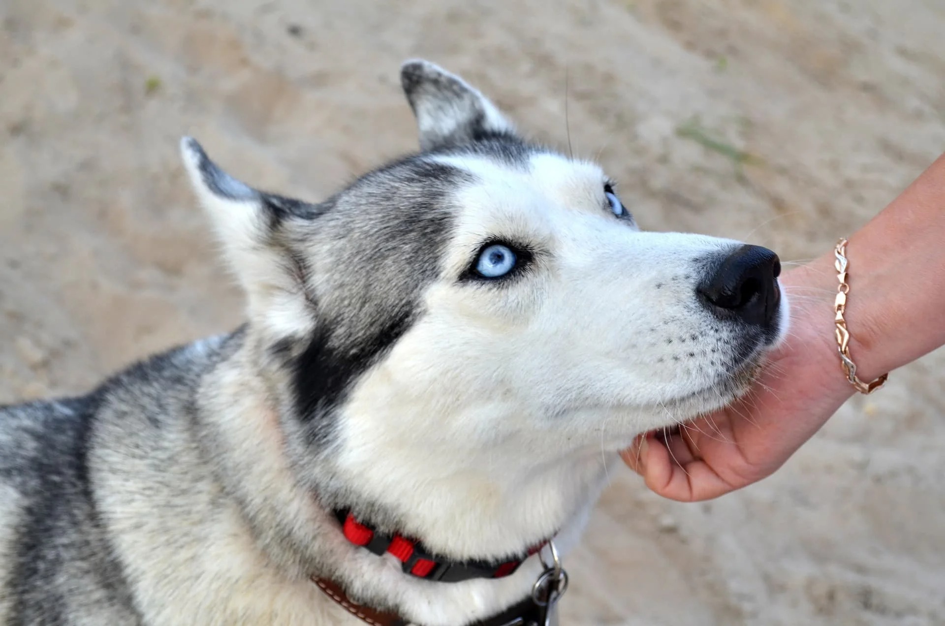 ブルーアイの犬は病気なの？飼育する際の注意点について解説 | ペットショップ 犬の家&猫の里 | 子犬だけでなく子猫の情報もたくさん