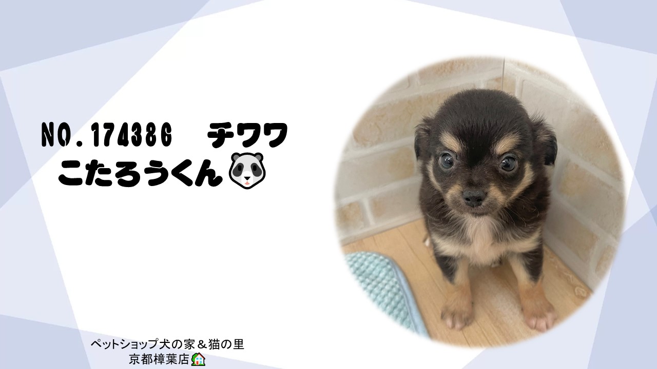 キュルキュルおめめで甘えん坊くんのチワワくん＊ペットショップ