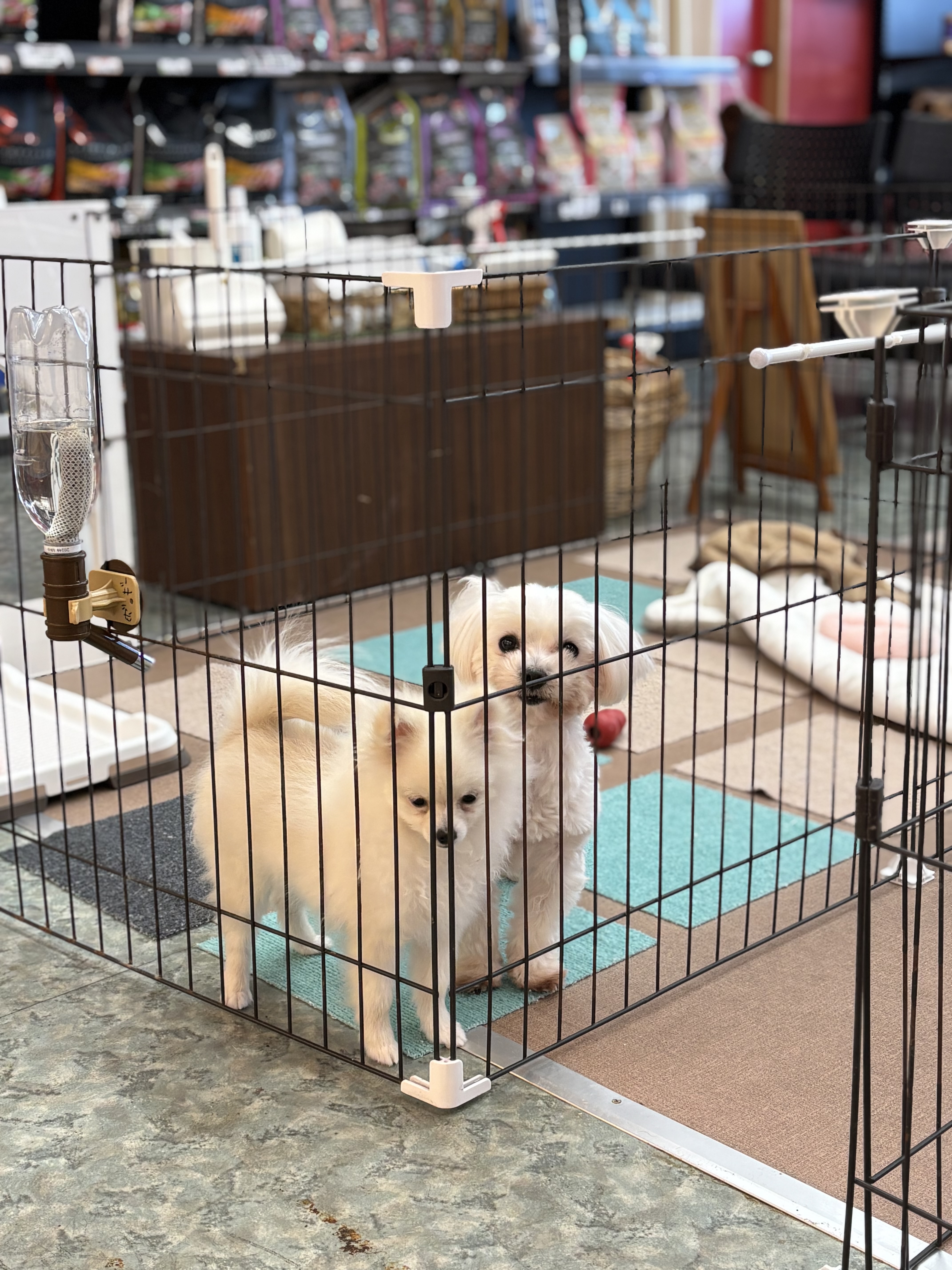 はじめまして♡しらすちゃんです♡ ペットショップ犬の家＆猫の