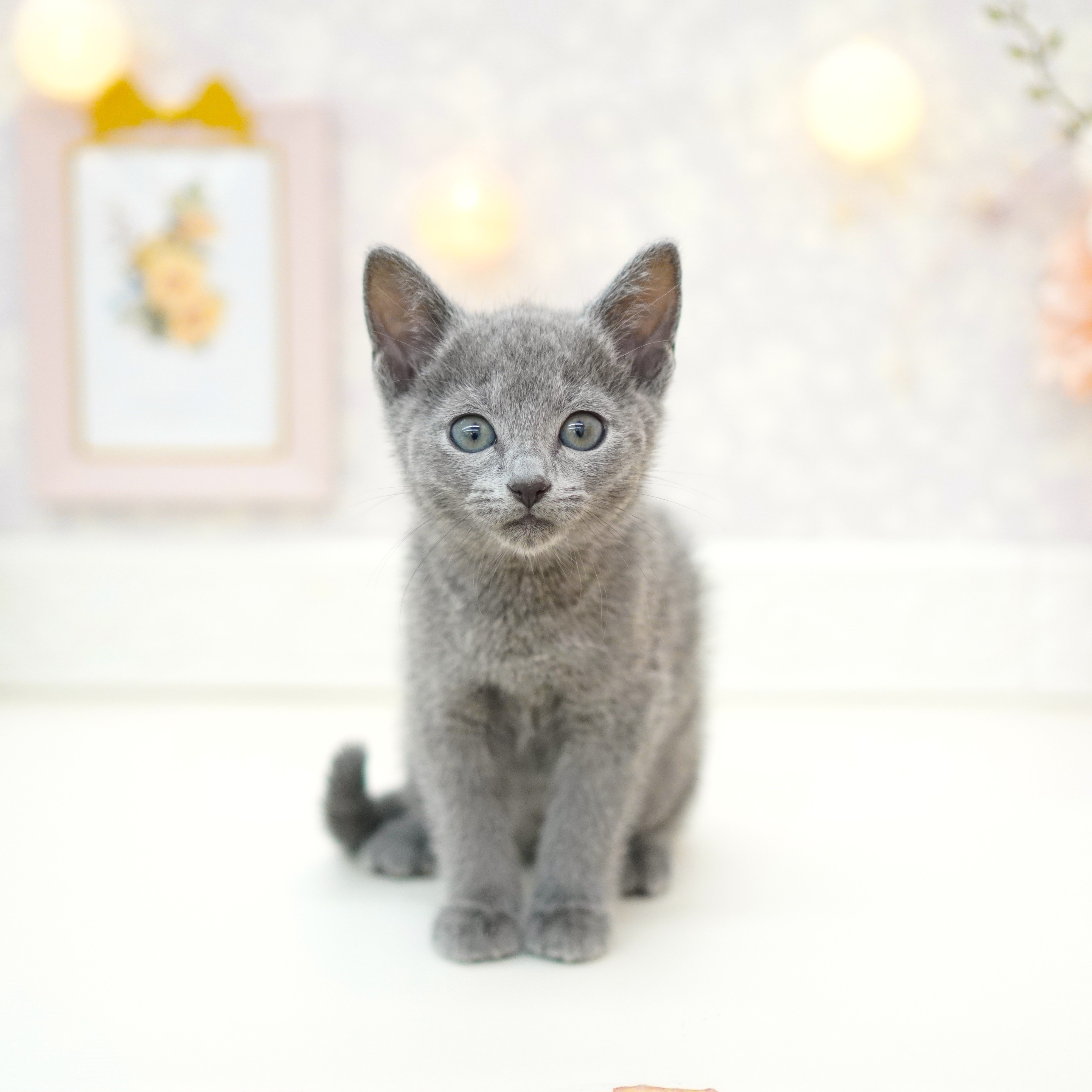 クリスマスセール♪ロシア雑貨☆限定ネコキット(猫８匹&特製Box)マトリョーシカ クリスマスセールロシア限定ネコキット(猫8匹u0026特製Box付